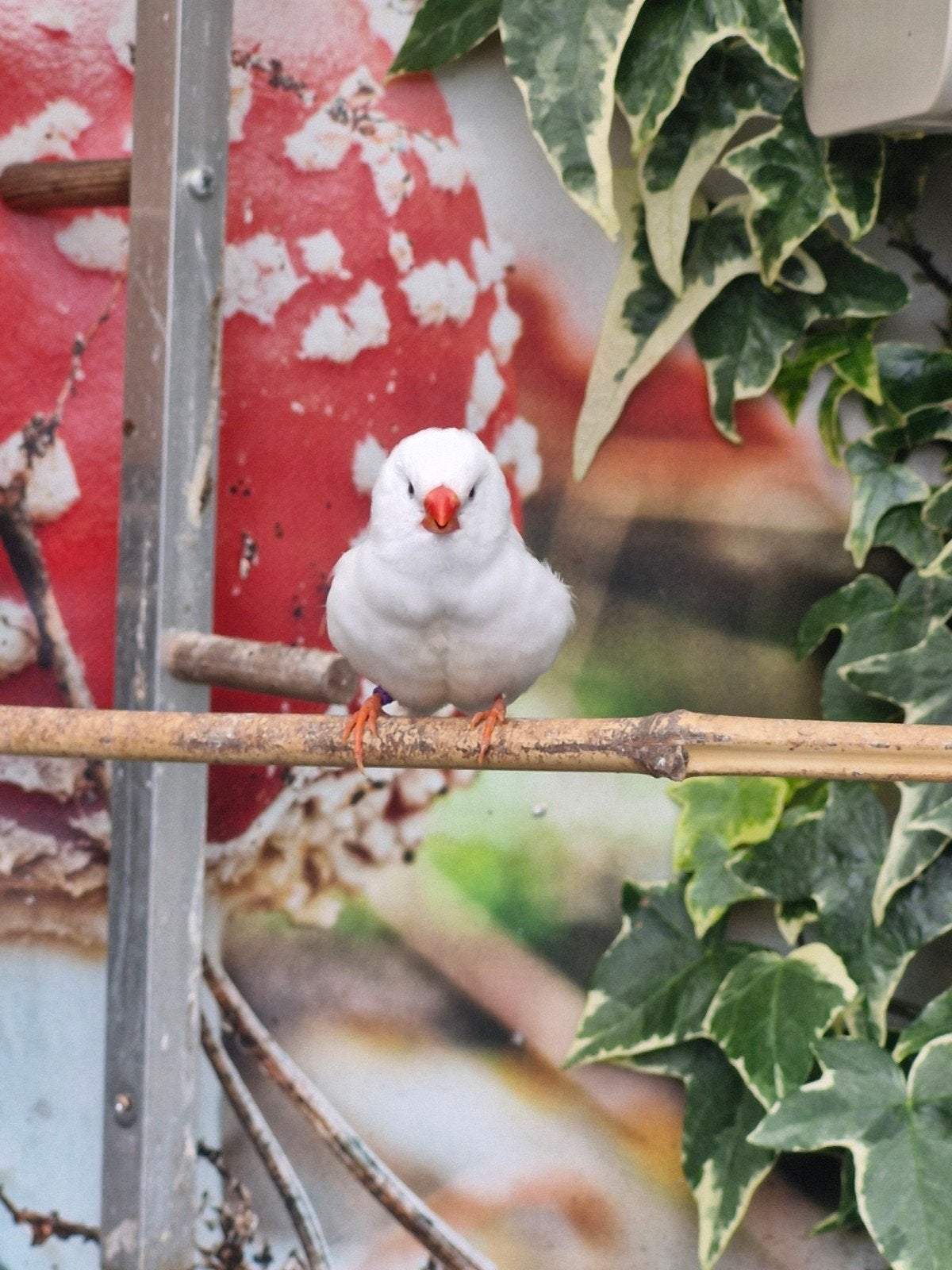 Zebravink mannen te koop!, Dieren en Toebehoren, Vogels | Overige Vogels, Mannelijk, Tropenvogel