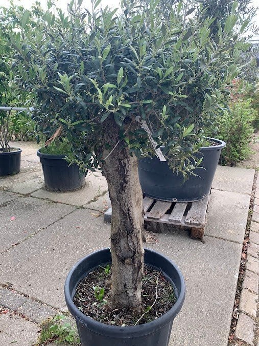 Olijfboom, Tuin en Terras, Planten | Bomen, 100 tot 250 cm, Olijfboom, Zomer, Ophalen
