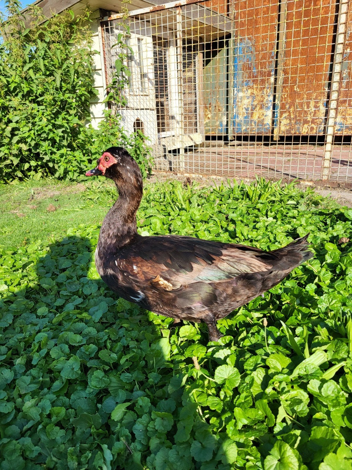 Muskuseend, Dieren en Toebehoren, Mannelijk, Eend