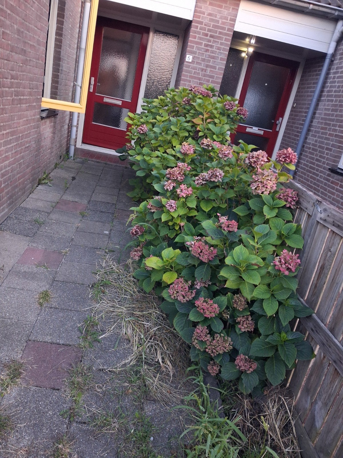 Gratis af te halen 5 mooie hortensia, 100 tot 250 cm, Zomer, Ophalen, Volle zon