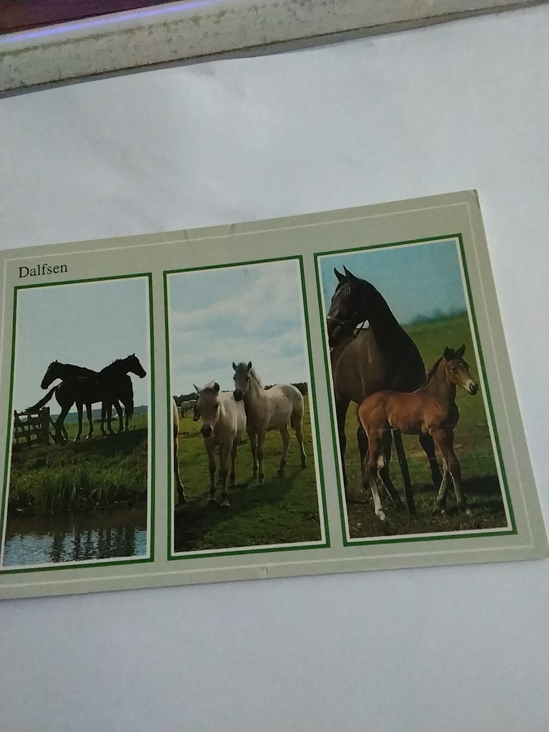 Ansichtkaart Dalfsen - Paarden en Veulens (1992), Ophalen of Verzenden, 1980 tot heden, Gelopen