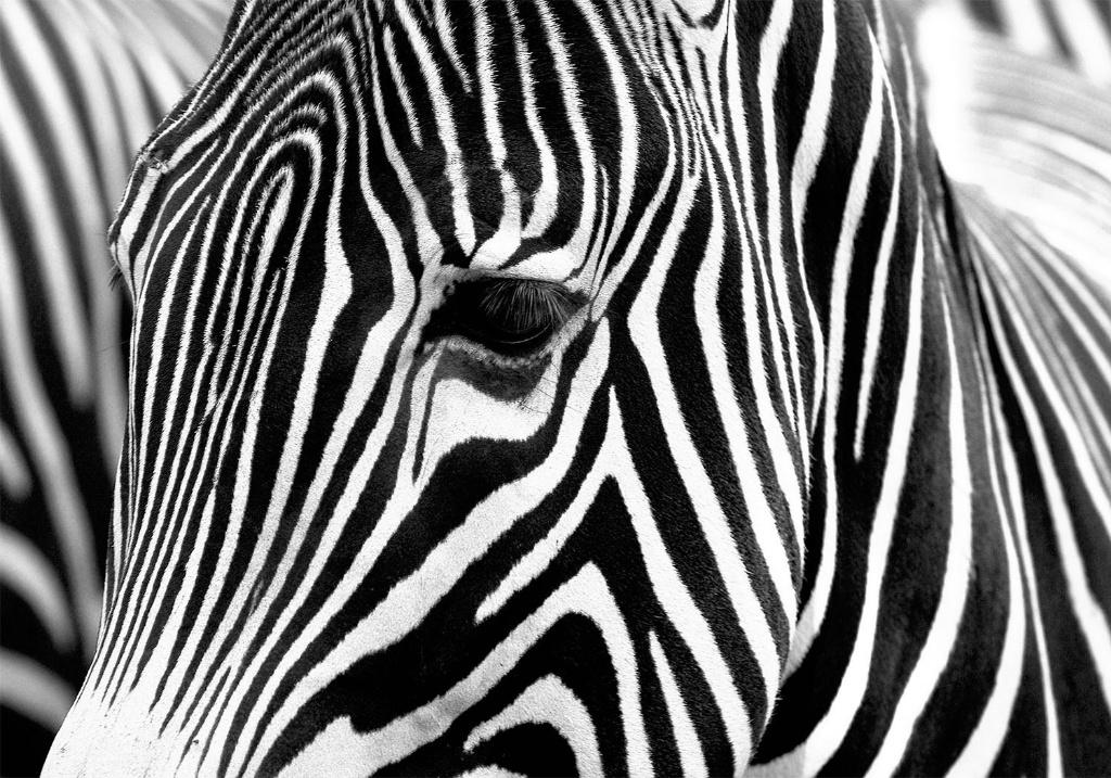 100 Zebra Vlies Fotobehang 350x250cm in 3 maten Nieuw 1000+, Huis en Inrichting, Stoffering | Behang, Ophalen of Verzenden, Minder dan 10 m²