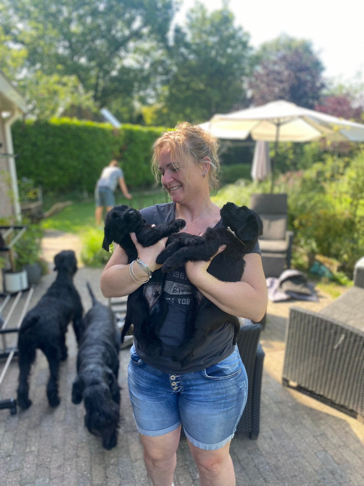Riesen schnauzer pup - reu, 8 tot 15 weken, Parvo, Meerdere, Nederland