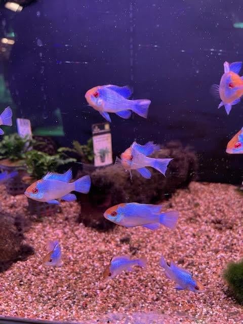 Blauwe Antennebaars, Dieren en Toebehoren, Vissen | Aquariumvissen, Vis, Zoetwatervis