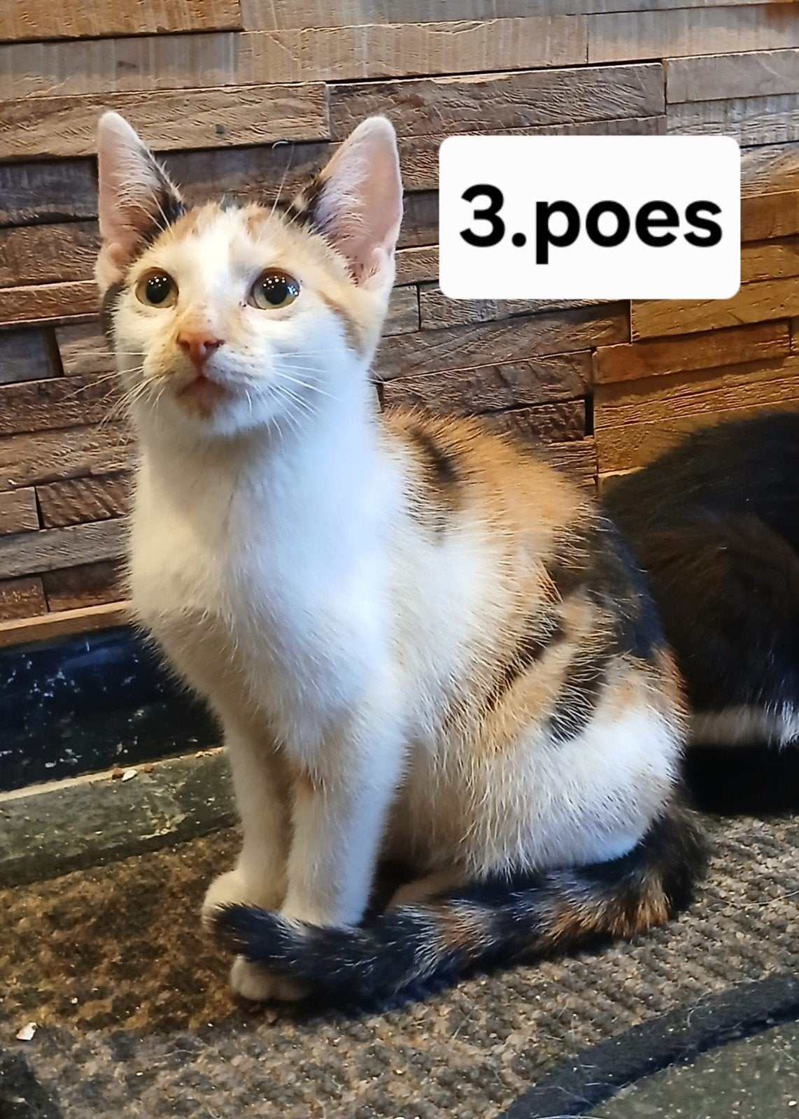 rode kittens kitten poesje poes kat kater Euro kortharige/cy, Dieren en Toebehoren, Meerdere dieren, 0 tot 2 jaar