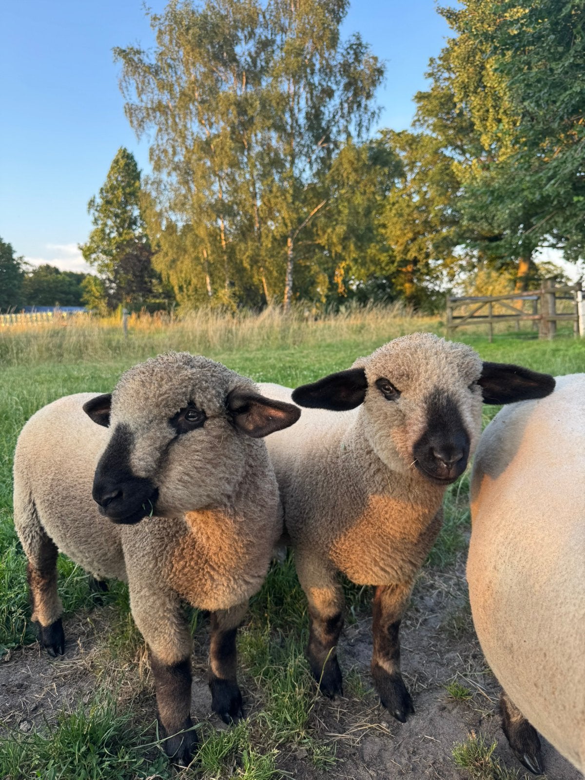 Hampshire Down ramlammeren, Dieren en Toebehoren, Schapen, Geiten en Varkens, Mannelijk, Schaap, 0 tot 2 jaar