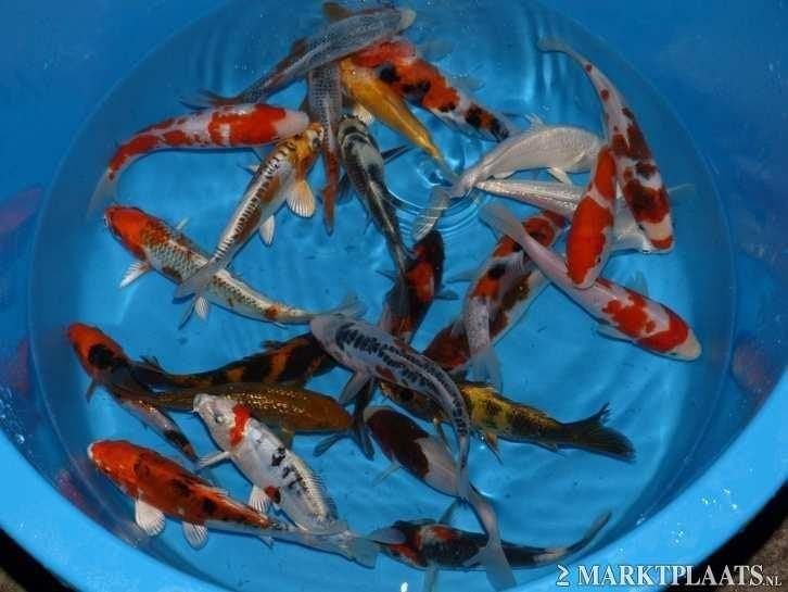 HQ Import koi 15 / 18 cm bij Koidream in Valburg, Karper of Koi