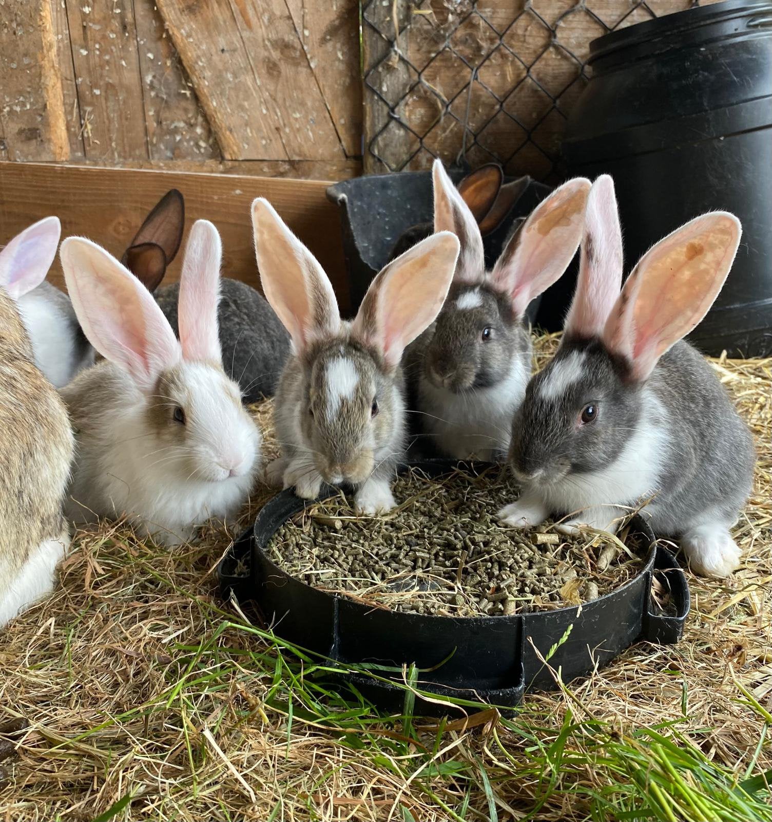 Jonge Vlaamse reuzen, Meerdere dieren, Groot, 0 tot 2 jaar