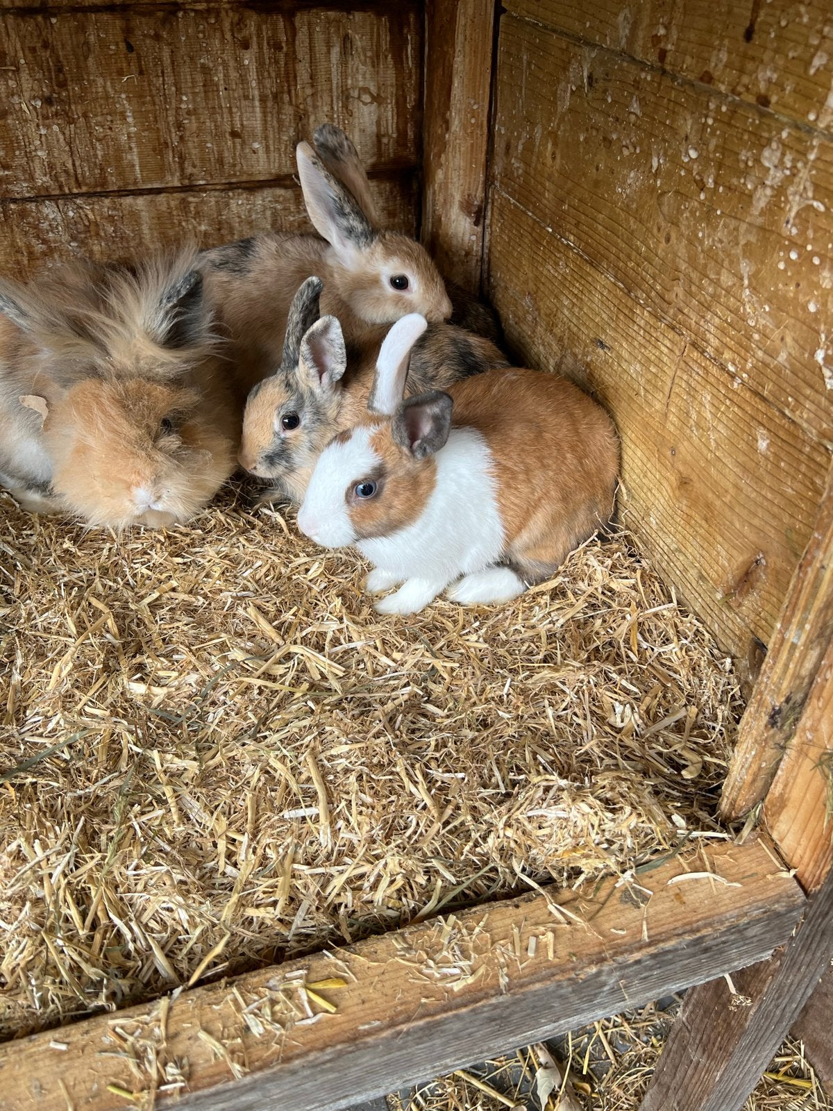 Konijntjes dv kleuren, Meerdere dieren
