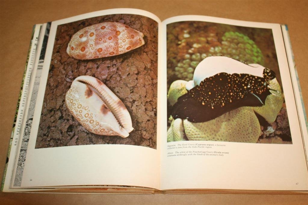 Boek: Shells and Shell Collecting, Verzamelen, Ophalen of Verzenden, Fossiel