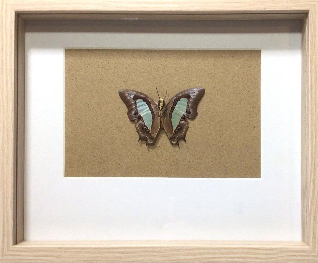 Vlinder in lijst, Ophalen of Verzenden, Nieuw, Insect, Opgezet dier
