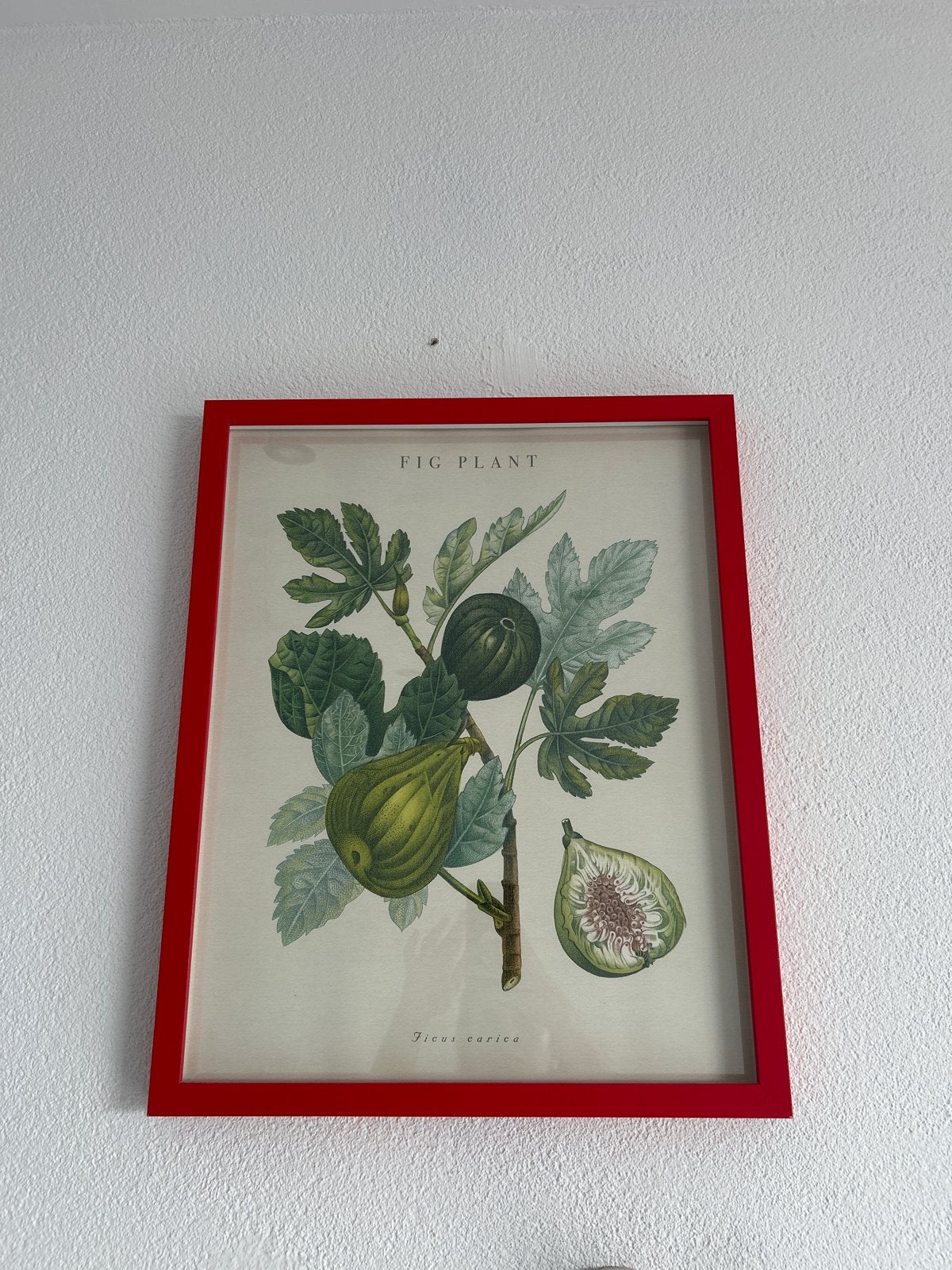 Ingelijste botanische print - Vijgenplant (Ficus carica), Ophalen, Minder dan 50 cm, 5 – 50, Print