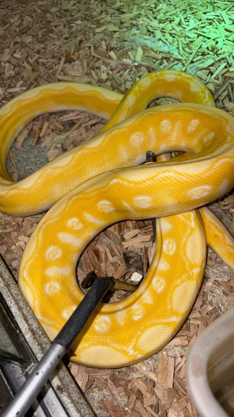 Albino netpython, Dieren en Toebehoren, Slang, 0 tot 2 jaar