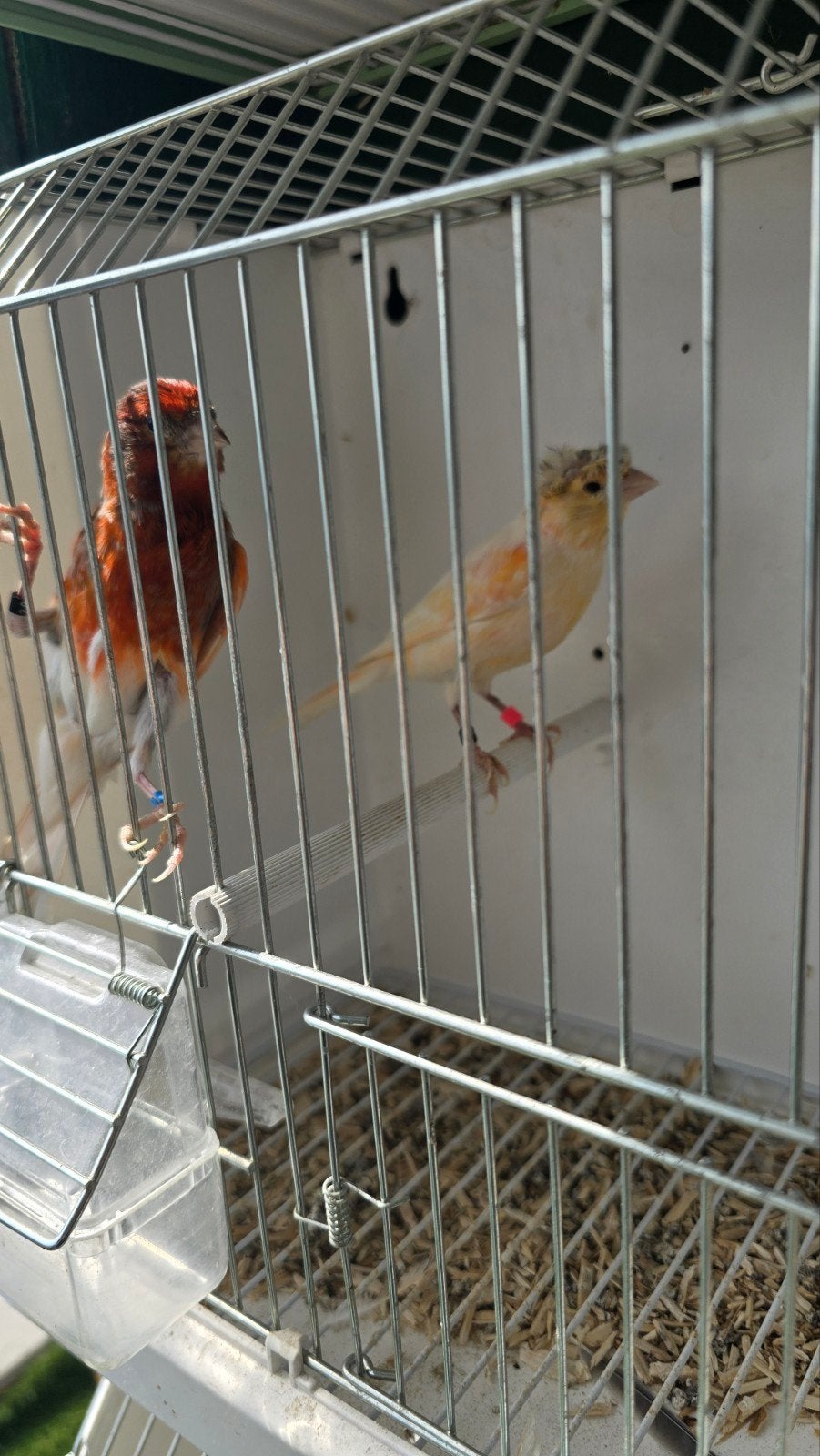 kanaries harlekijn, Meerdere dieren, Kleurkanarie
