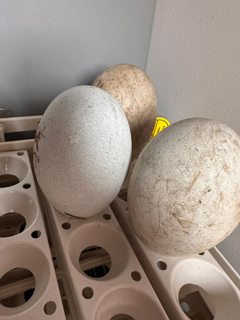 Broedeieren ei zwaan, Dieren en Toebehoren, Pluimvee | Toebehoren, Ophalen of Verzenden, Zo goed als nieuw, Overige typen