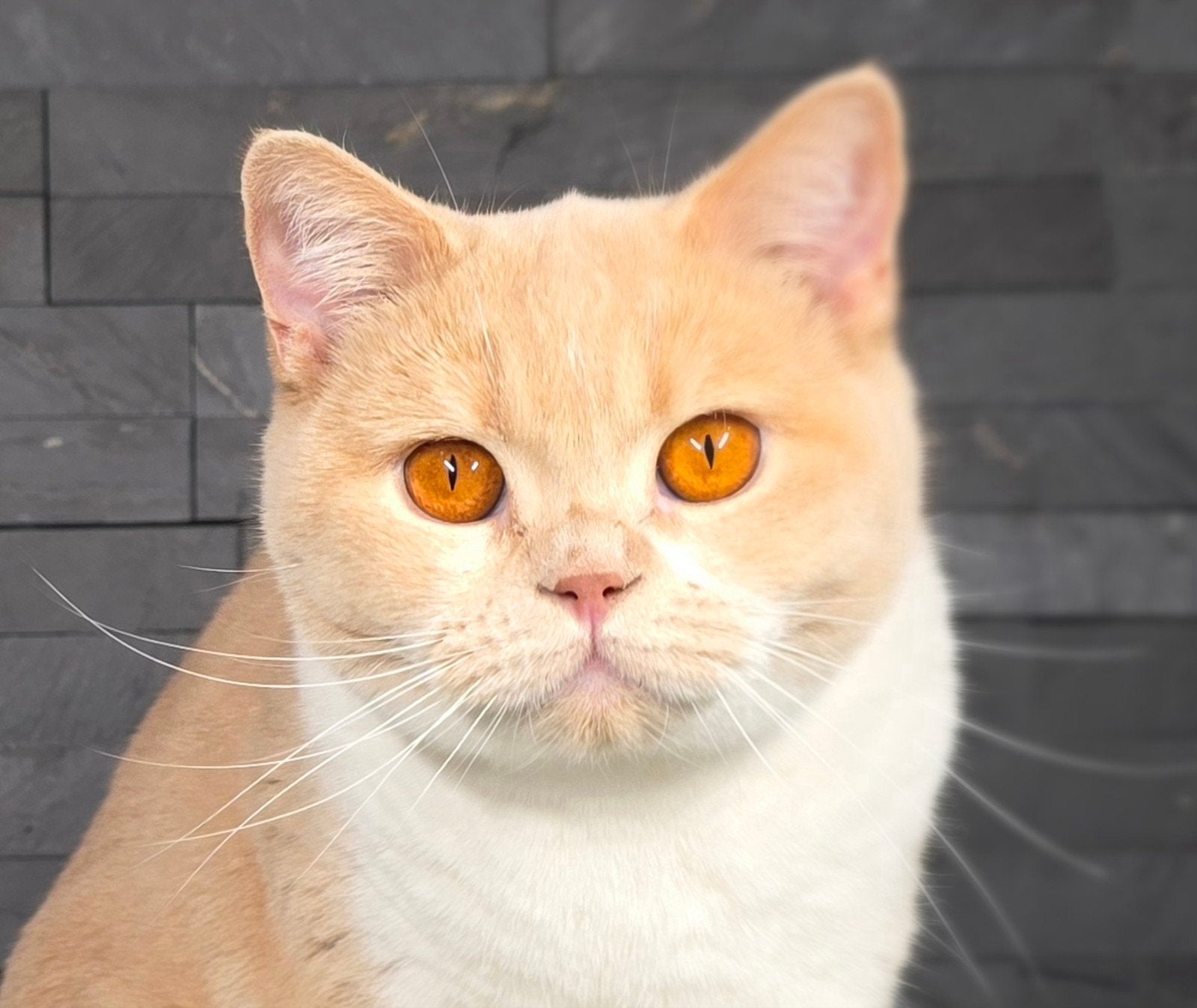 brits korthaar, Dieren en Toebehoren, Katten en Kittens | Dekkaters, 3 tot 5 jaar