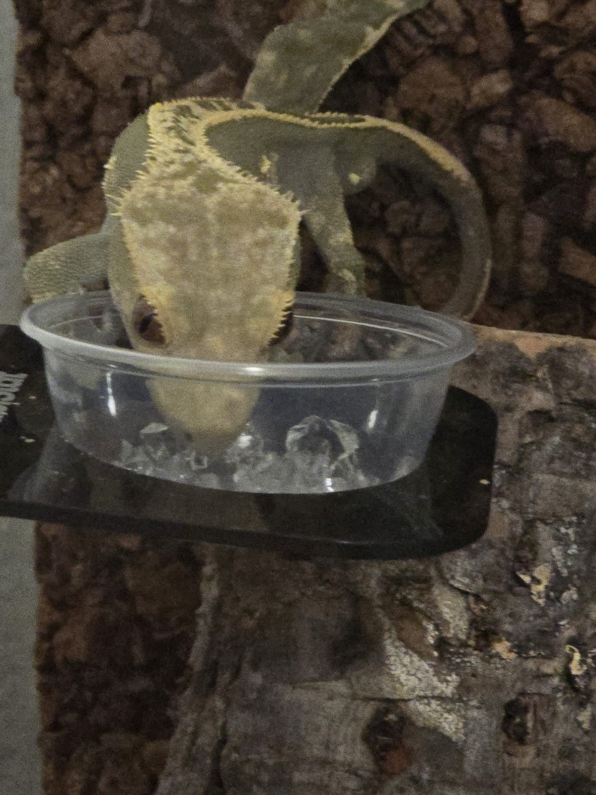 Wimper Gecko ( Crested Gecko) mannetje Crested Gecko photo 6