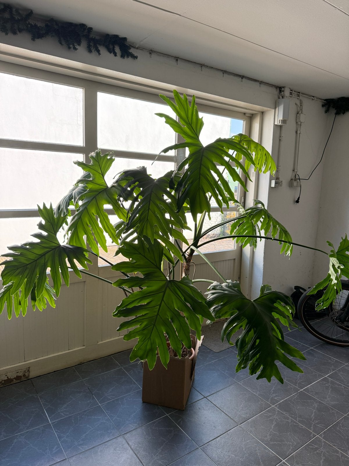 Grote, mooie Philodendron Selloum kamerplant, Ophalen, Overige soorten, Halfschaduw, In pot