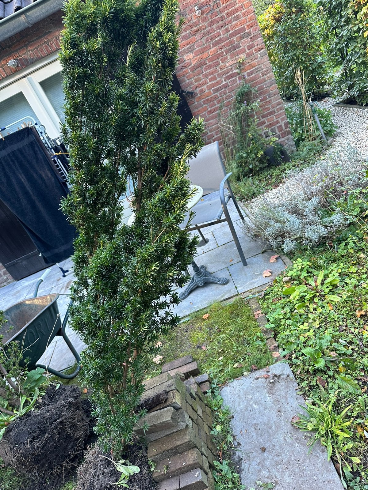 Hele mooie TAXUS Bieden v/a €20.-, Ophalen, Taxus, 100 tot 250 cm