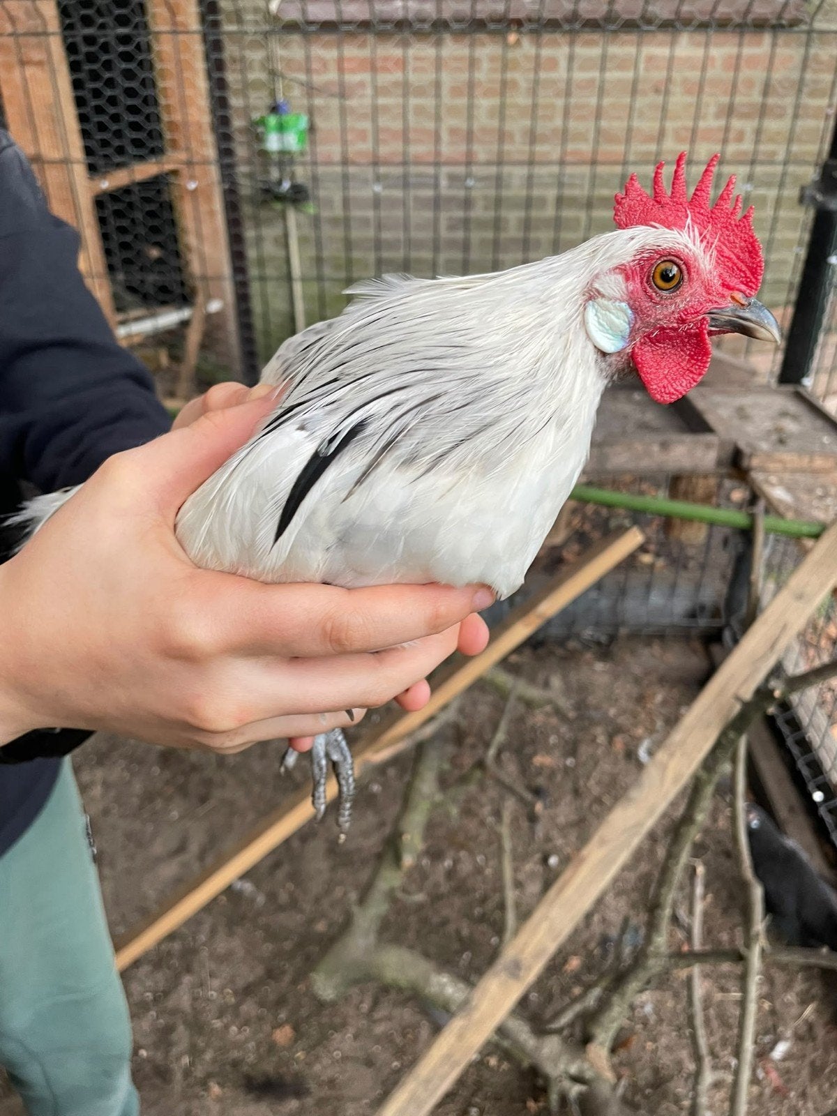 5 haantjes hollandse kriel, Dieren en Toebehoren