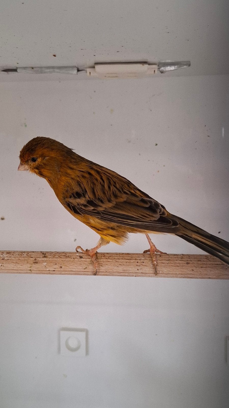 kanarie man, Dieren en Toebehoren, Mannelijk, Zangkanarie