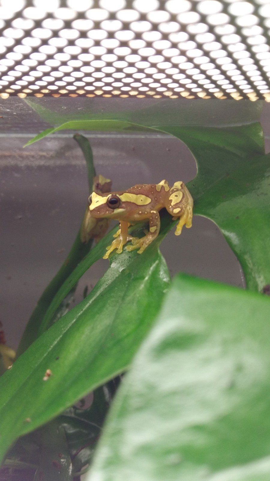 Dendropsophus ebracattus boomkikker nakweek Frog - female for sale from K.W.T.