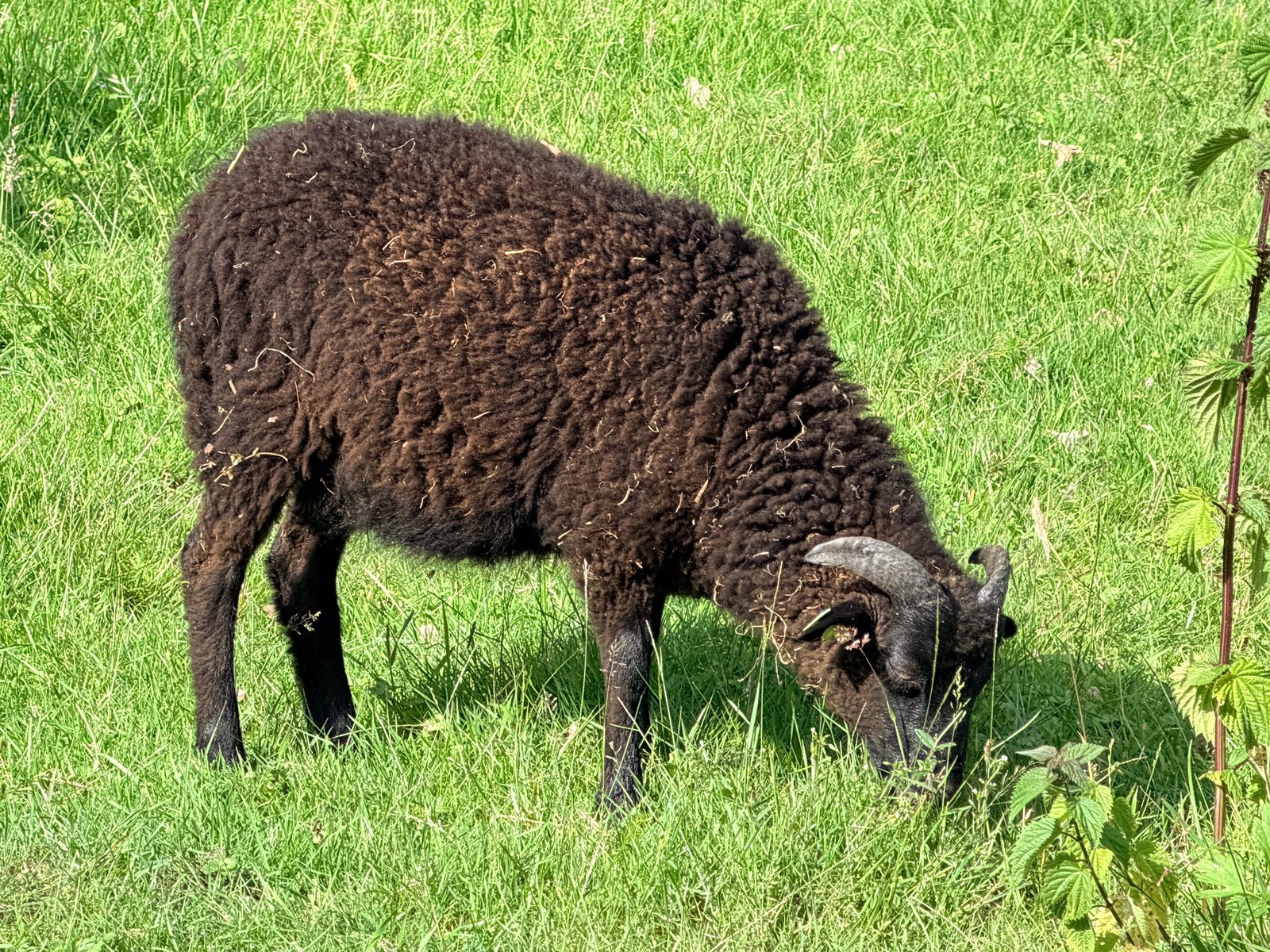 3 zwarte Skudde ram lammeren, Mannelijk, Schaap
