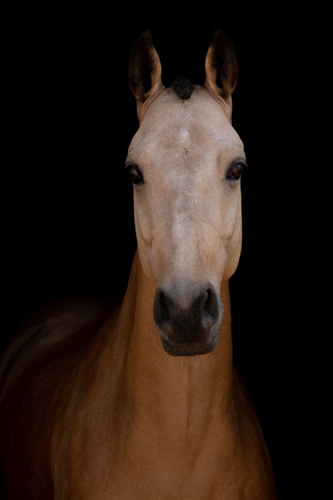 Z dressuur pony 9 jaar, Dieren en Toebehoren, Pony's, E pony (1.48m - 1.57m), Ruin, Dressuurpony, 7 tot 10 jaar