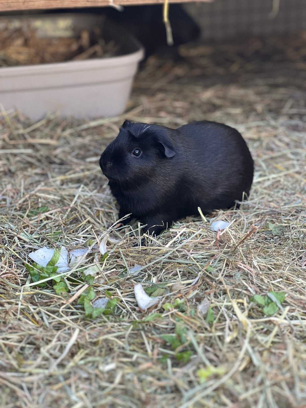 Cavia zeugjes, Dieren en Toebehoren, Januari, Vrouwelijk, Cavia