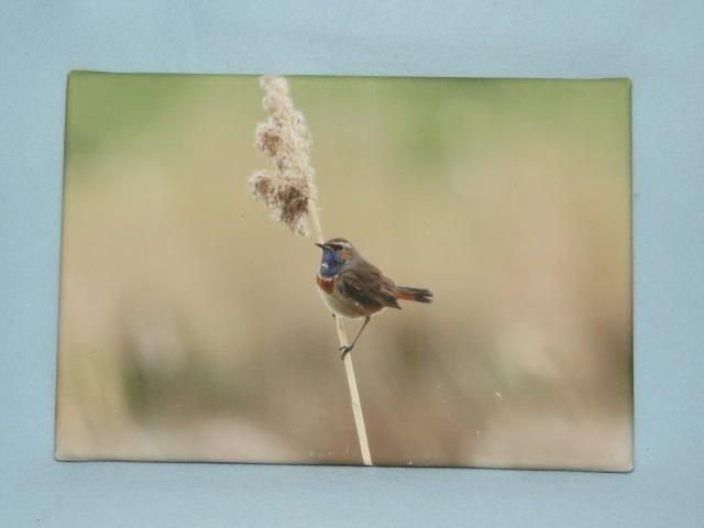 Foto op canvas van een blauwborst 20 x 30 cm houten frame, Minder dan 50 cm, Oorspronkelijke maker, Ophalen of Verzenden, Zo goed als nieuw
