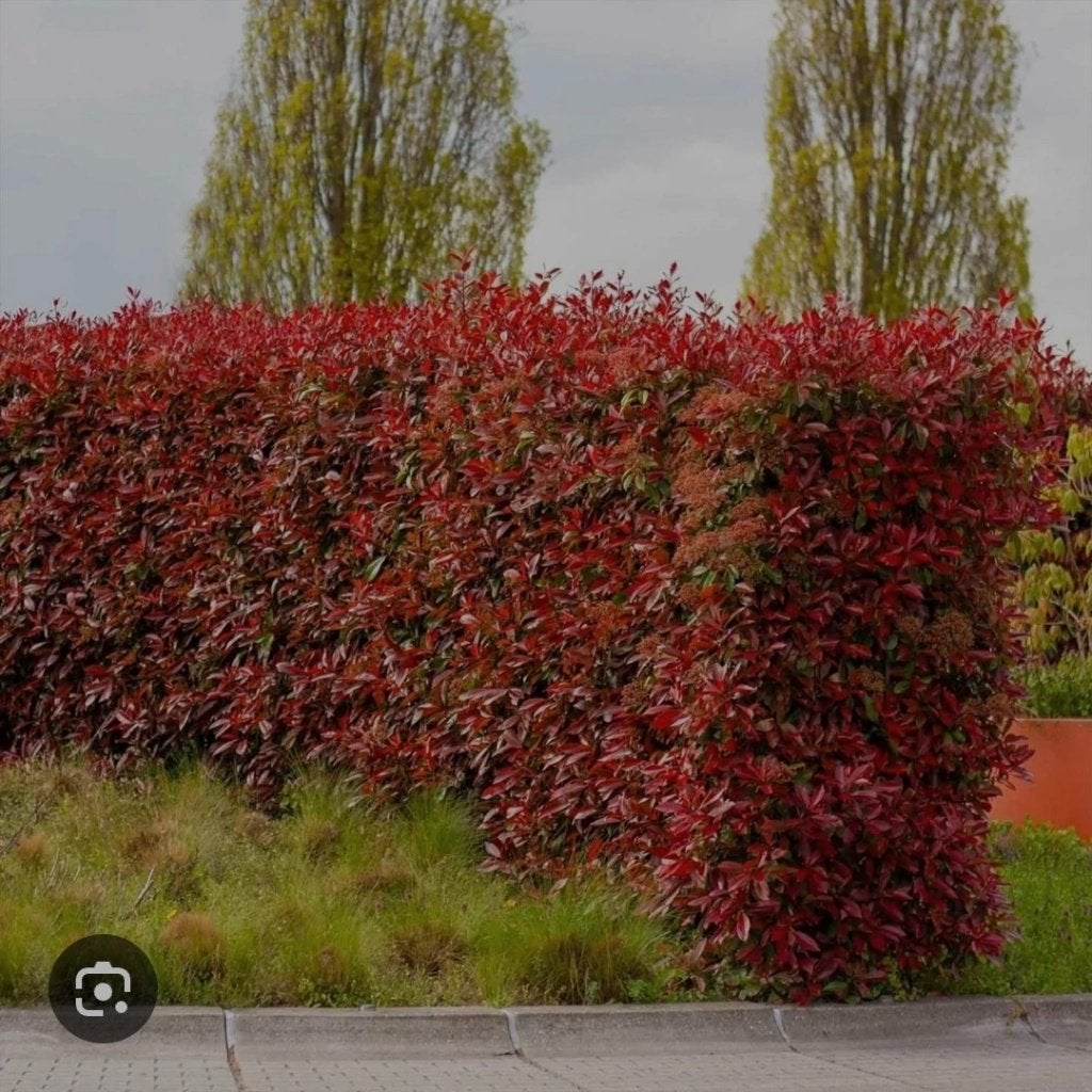 Mooie Glansmispel (Photinia 'Red Robin') haagplant!, Tuin en Terras, Ophalen, Overige soorten, 100 tot 250 cm
