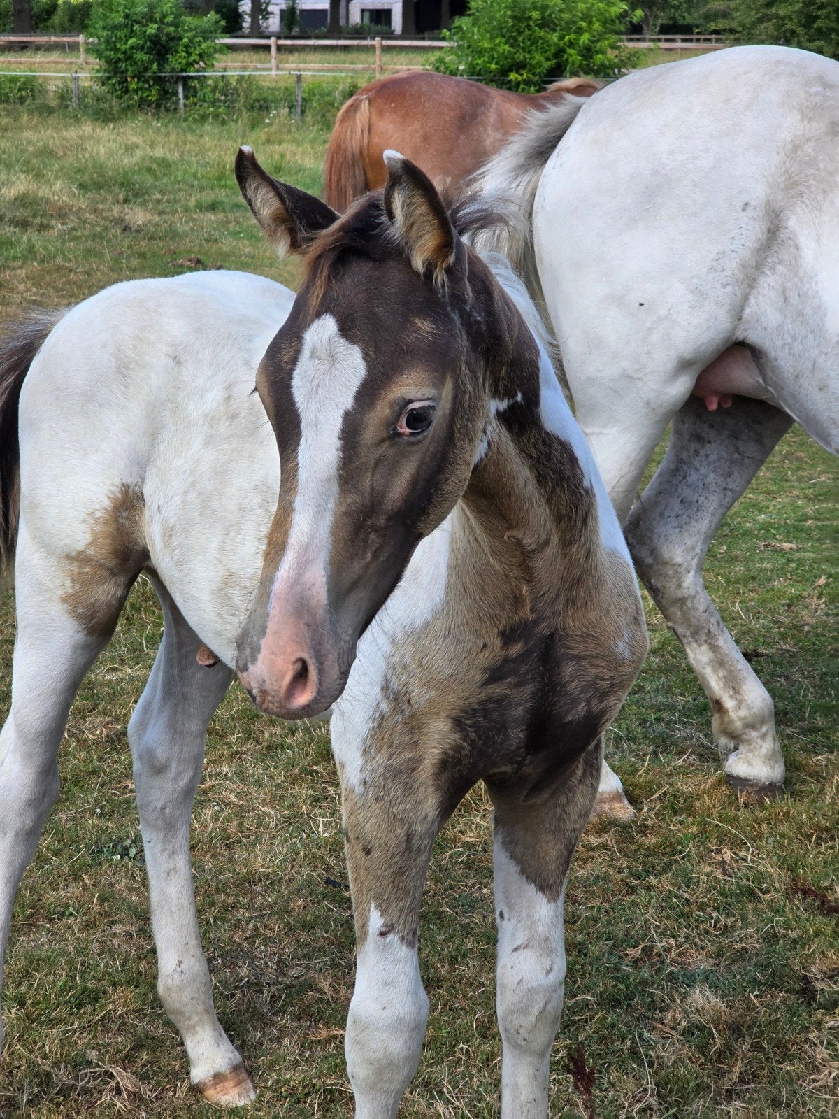 2 super leuke hengstveulens (valk en bont), Dieren en Toebehoren, Pony's, Hengst, D pony (1.37m tot 1.48m), 0 tot 2 jaar