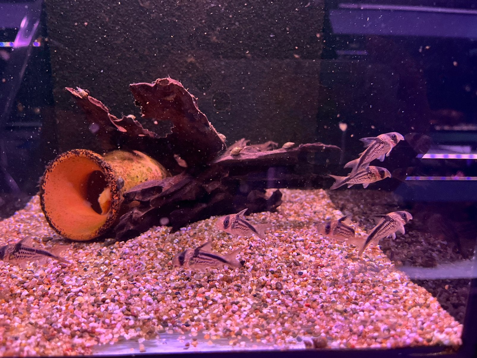 Corydoras loxozonus, Dieren en Toebehoren, Vissen | Aquariumvissen