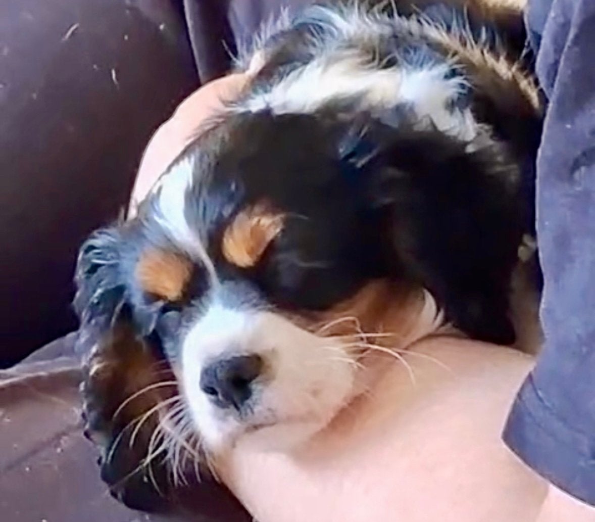 Superlieve knappe kerngezonde cavalier spaniël van 10 weken, Reu, CDV (hondenziekte), 8 tot 15 weken, Eén hond