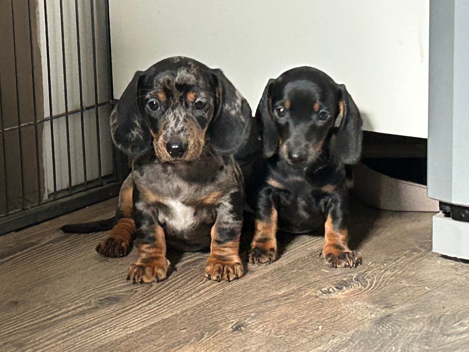 Teckel puppy’s, Standaard, HCC (leverziekte), 8 tot 15 weken, Korthaar