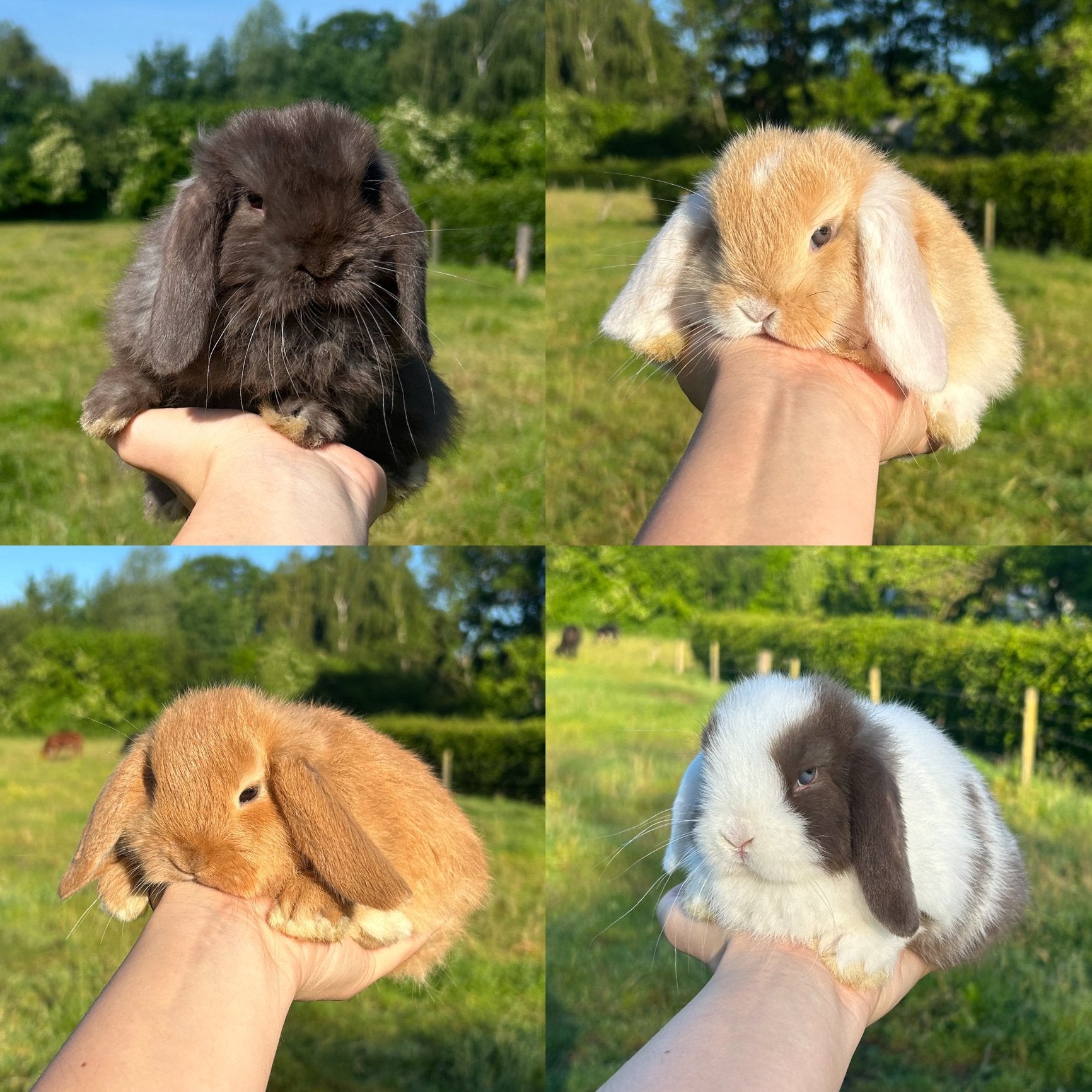 De liefste jonge konijntjes  NHD ras (Dwerg Hangoor), Dieren en Toebehoren, Konijnen, Meerdere dieren, Dwerg, Hangoor