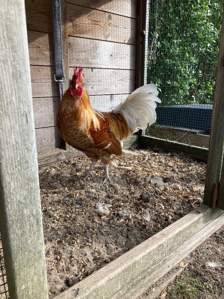 Haan rood bruin, Dieren en Toebehoren, Mannelijk, Kip