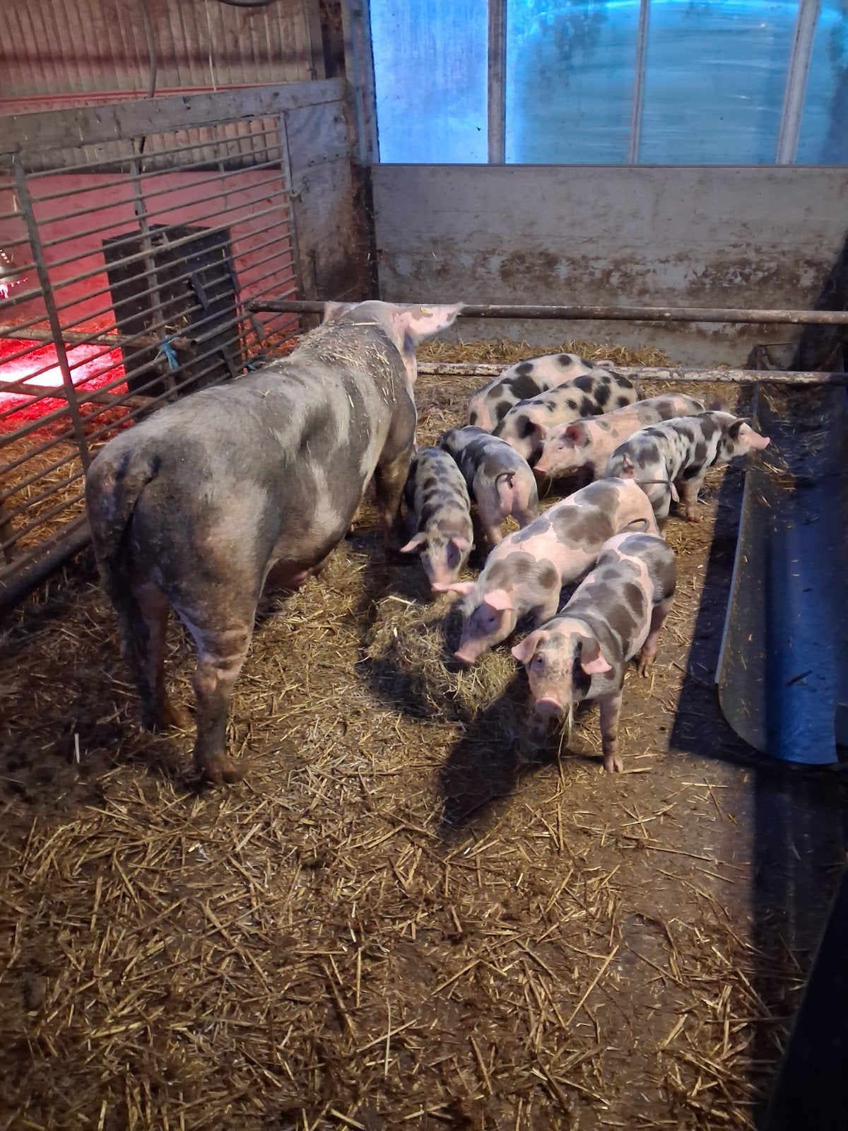 Luxe Pietrain biggen, Meerdere dieren, Varken, 0 tot 2 jaar