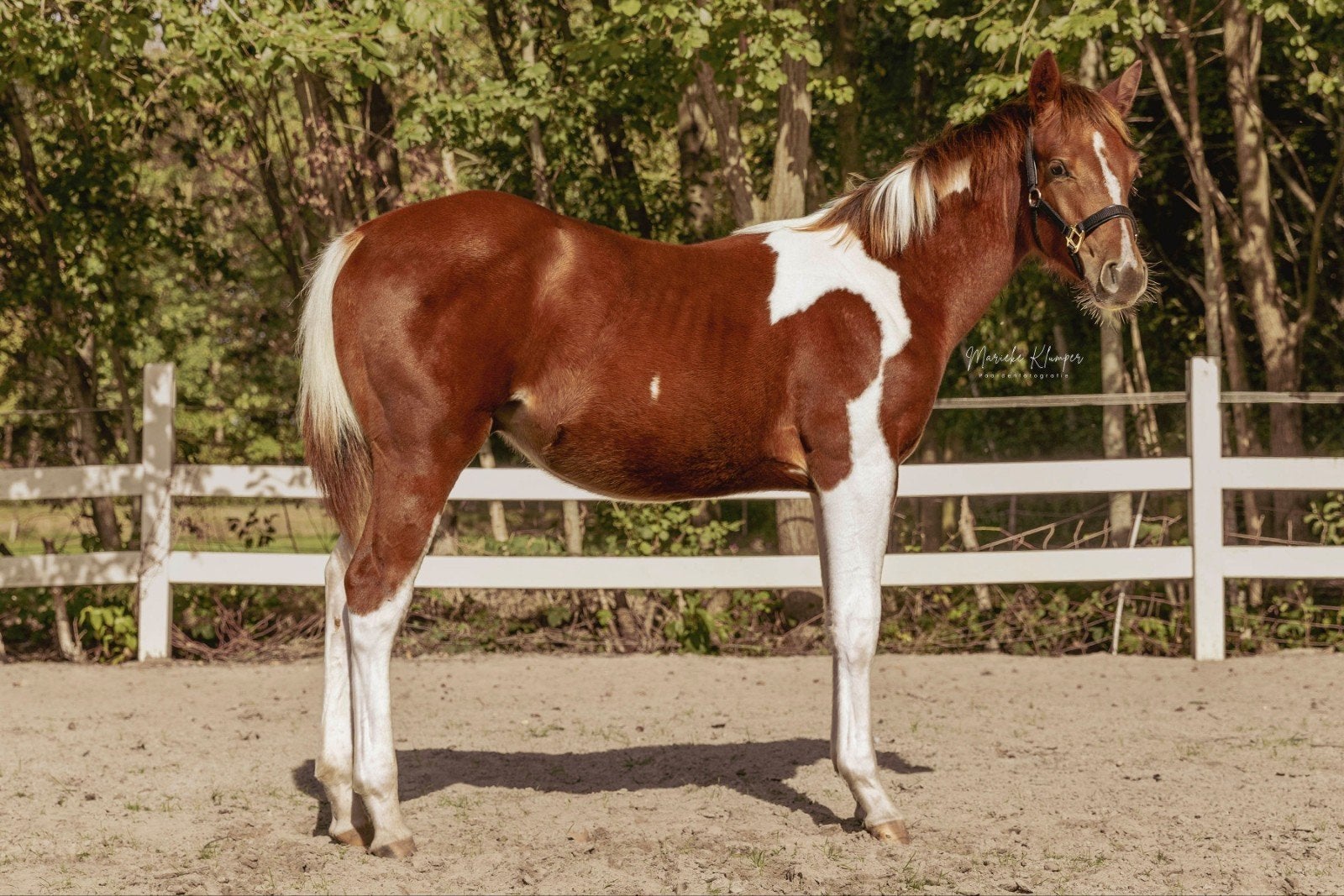 APHA paint hengst, Dieren en Toebehoren, Minder dan 160 cm, Met stamboom, 0 tot 2 jaar, Hengst