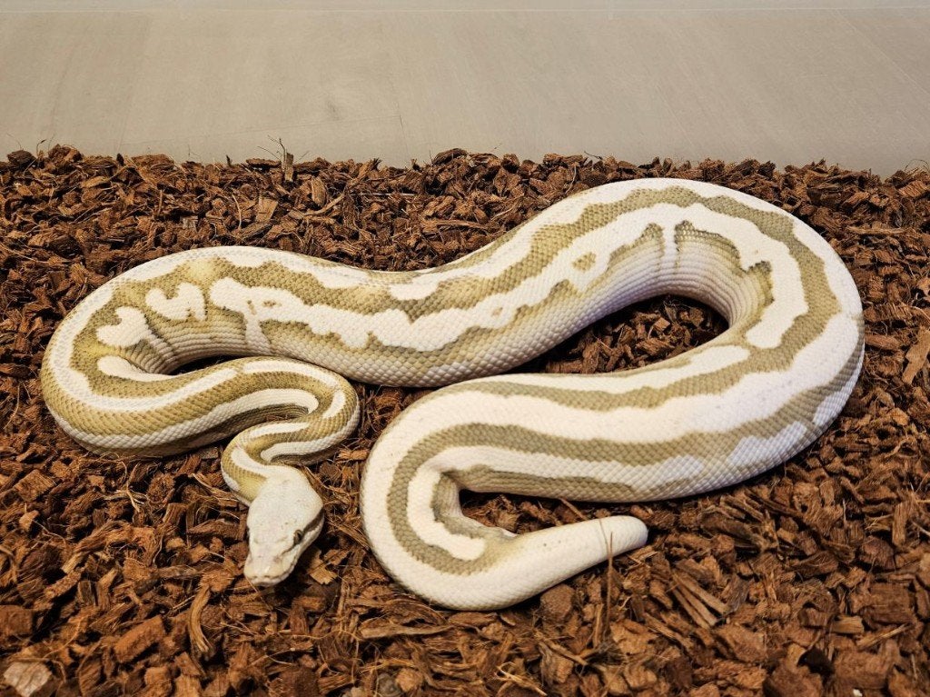 HOUTEN DEALS - Diverse koningspythons Ball Python - unknown for sale from Michiel