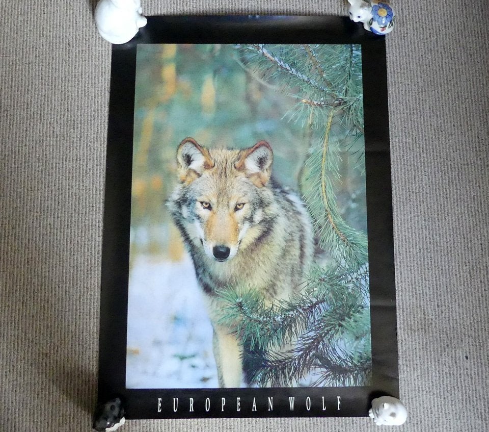 Vintage poster European Wolf wolvenposter fotoprint, Ophalen of Verzenden, A1 t/m A3, Dier of Natuur, Rechthoekig Staand
