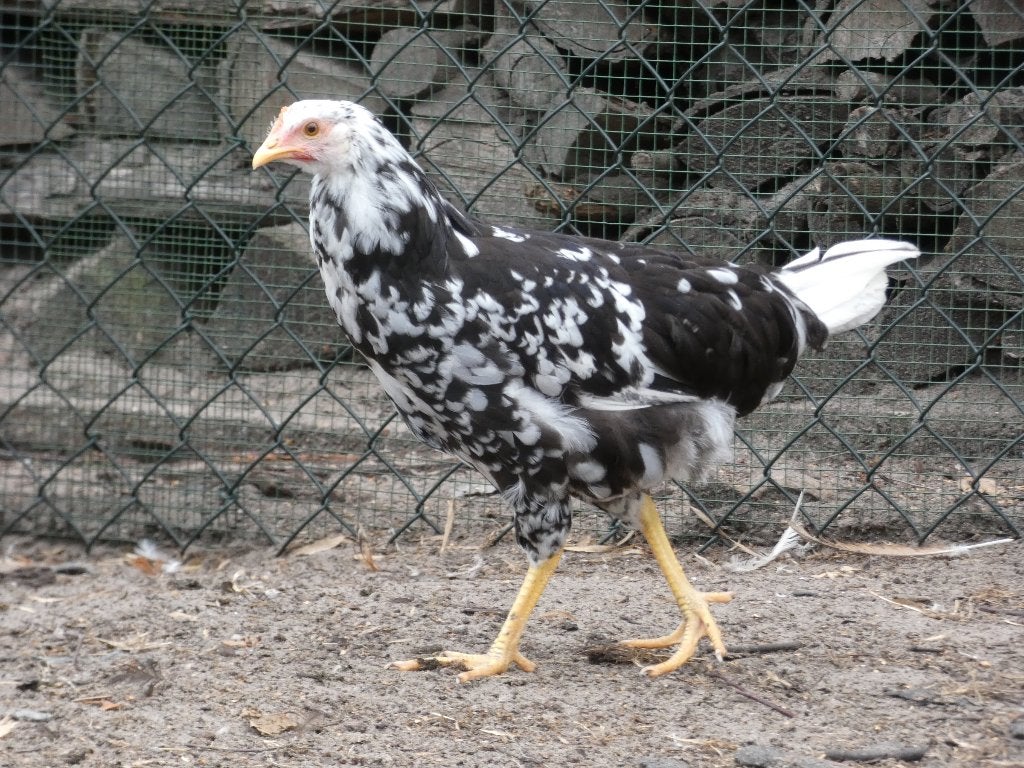 jonge leghorn hennen, Dieren en Toebehoren, Pluimvee, Vrouwelijk, Kip