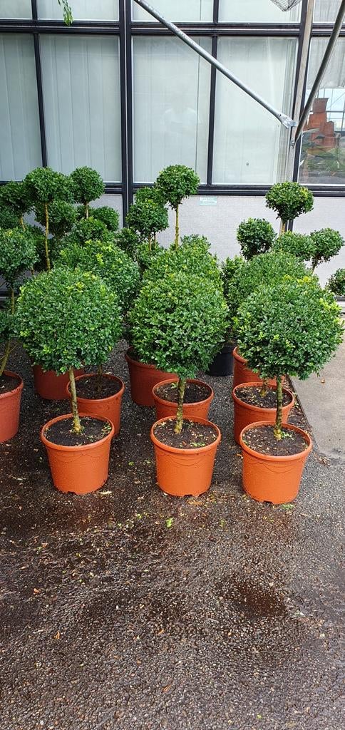 Buxus op stam, Ophalen, Bloeit niet, Overige soorten, Volle zon