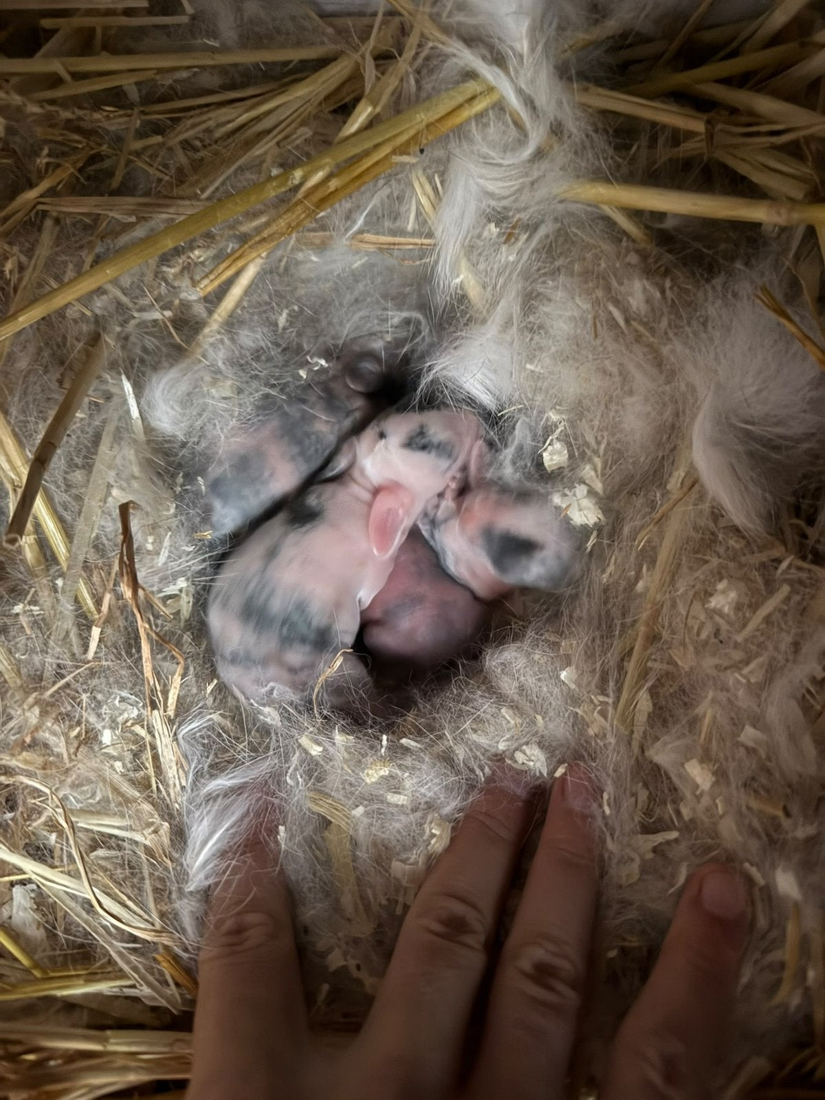 Minilop konijnen, Dieren en Toebehoren, Meerdere dieren, Dwerg