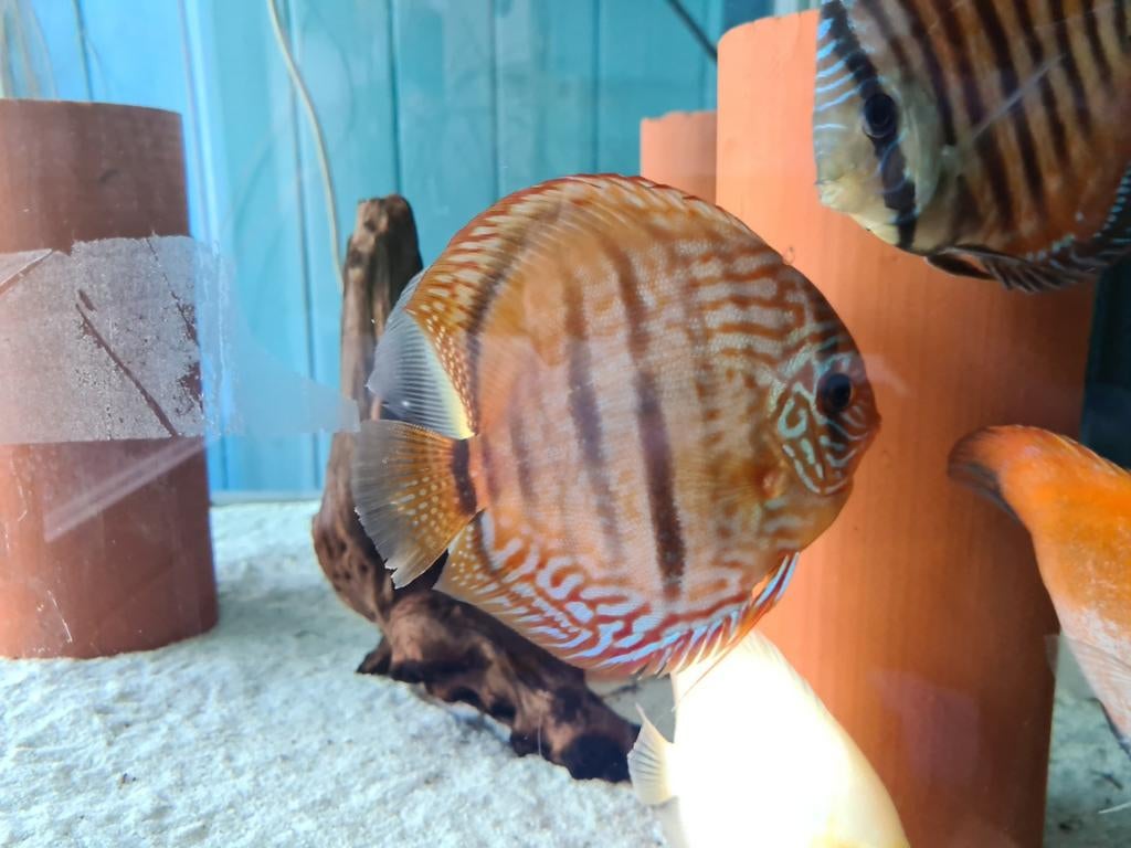Paraconi Heckel Cross Discus, Symphysodon Discus, Vis, Zoetwatervis
