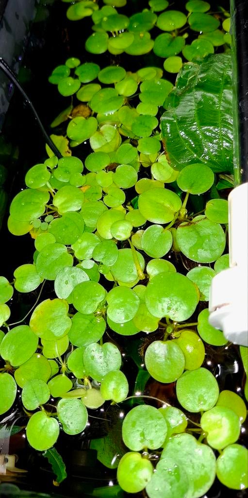 Limnobium laevigatum(amazone kikkerbeet), Dieren en Toebehoren, Ophalen, Nieuw, Plant(en), Steen of Hout