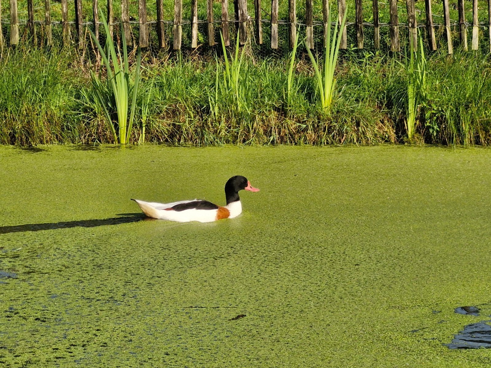 Bergeend woerd, Mannelijk, Eend