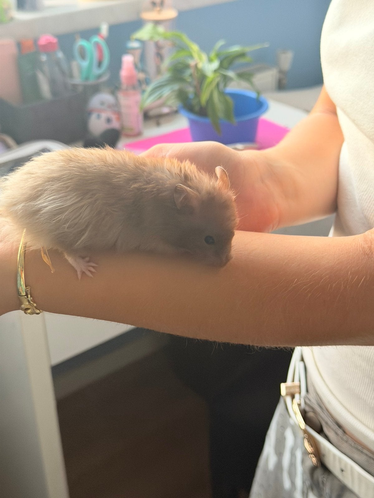 Hamsters, Dieren en Toebehoren, Hamster, Maart, Meerdere dieren, Tam