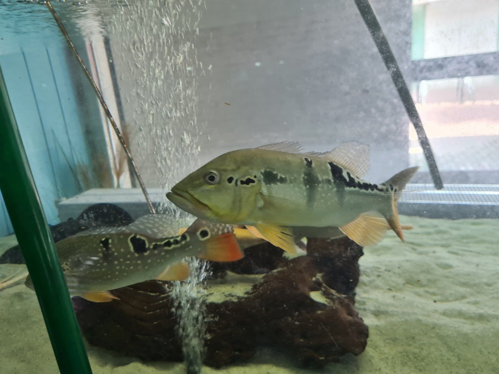 Cichla, Pauwoogbaars, Dieren en Toebehoren, Vis, Zoetwatervis