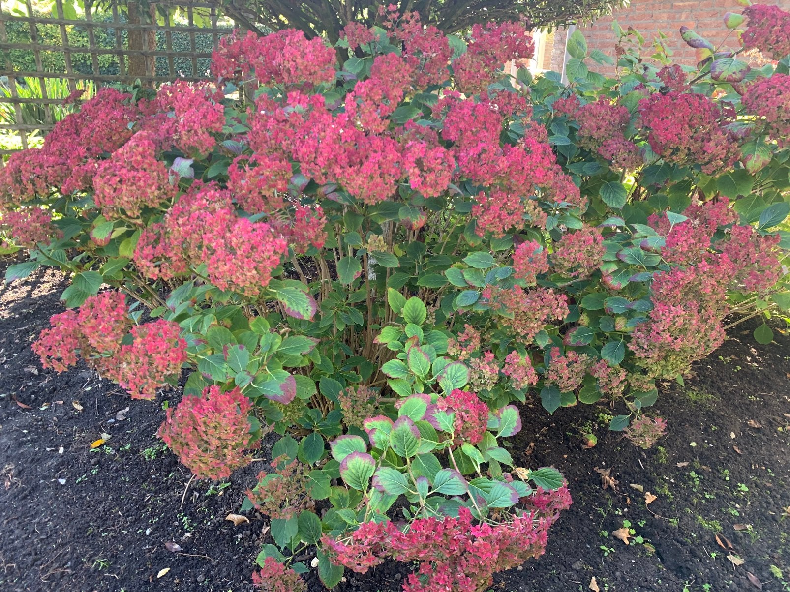 Vier grote roze  hortensia’s, Ophalen, Hortensia, Struik, 100 tot 250 cm